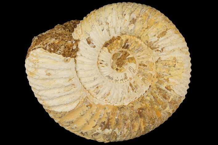 Perisphinctes Ammonite - Jurassic #100281